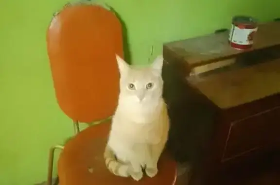 Пропала кошка, ул. Димитрова 56, Сыктывкар