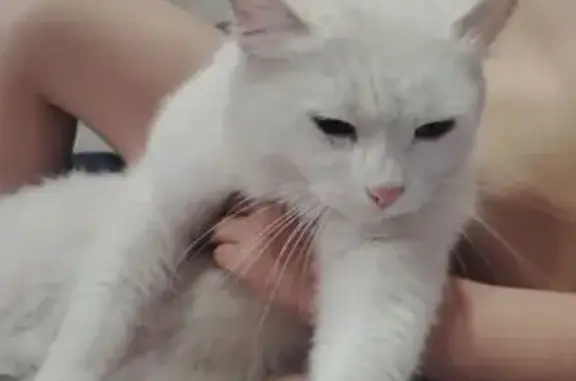 Найденные животные Красноярск, фото: Кошка найдена: ул. Зои Космодемьянской, 80