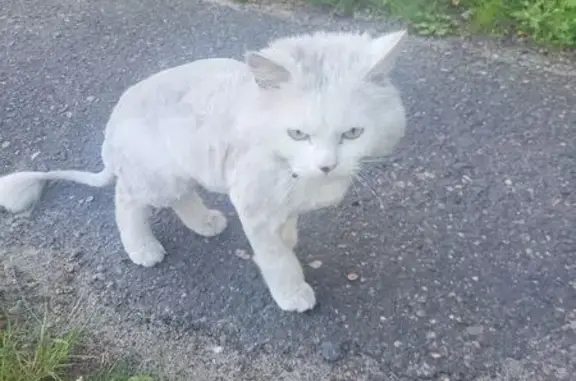 Найдена кошка, Брест, фото: Кошка найдена: Волгоградская ул., Брест