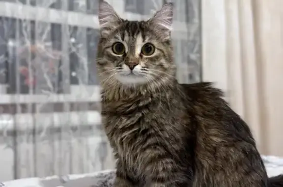 Кошки потеряшки, Павловск, фото: Потеряшка кошка с ул. Тенистая, 12, Павловск