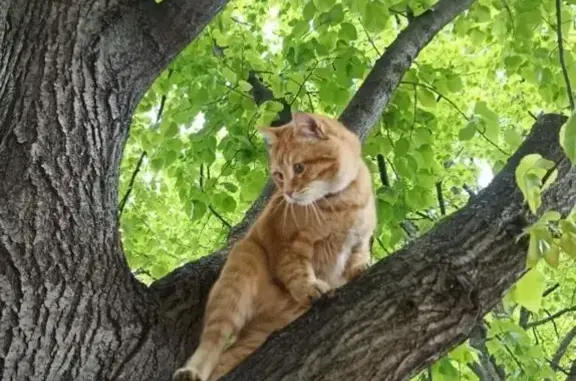 Рыжая кошка найдена, Кольцевая 2, Ульяновск