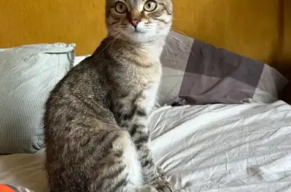 Кошки потеряшки, Шебаршино, фото: Потеряшка кошка в Улитино, Тверская обл.