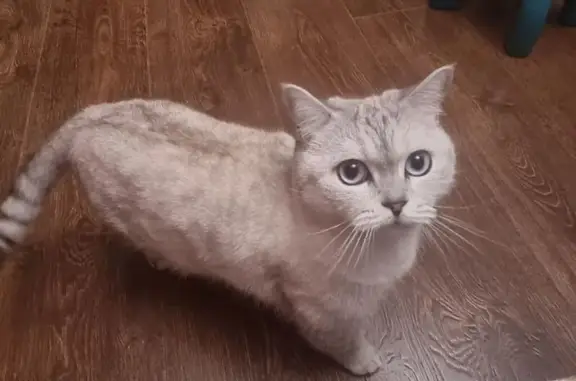 Пропал британский кот, ул. Киевская, 84