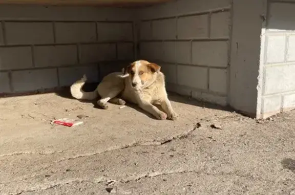 Собака найдена: ул. Воронежская, 49/1