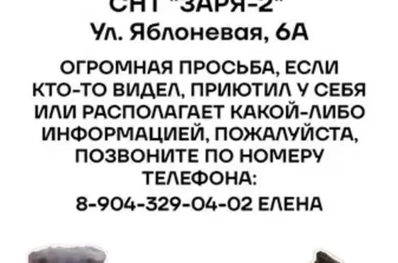 Пропала кошка, Яблоневая 27, Омск