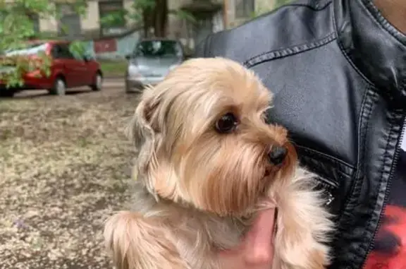 Найдена собака, Воронеж, фото: Йоркширский терьер найден на Маршака, 30