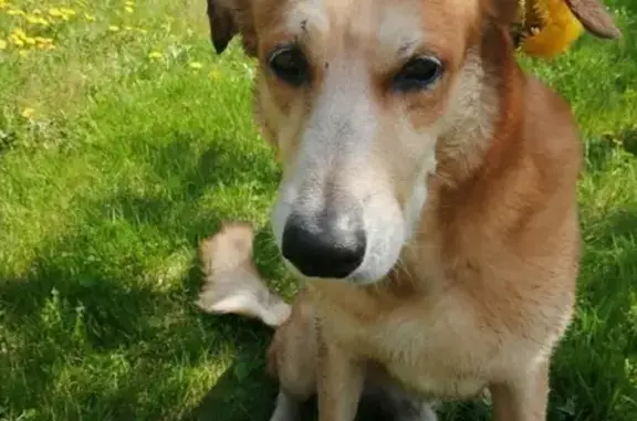 Собаки потеряшки, Красноярск, фото: Потеряшка собака, Медицинский пер., 35.