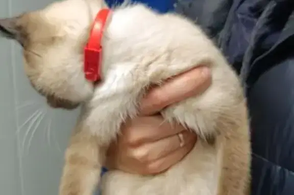 Найдена кошка, Пенза, фото: Кошка найдена у Дома Торговли, Пенза