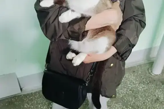 Сиамская кошка найдена на Судостроительной, 91/1