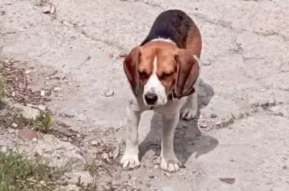 Бигль найден: ул. Никифоровская, 1Д, Тамбов