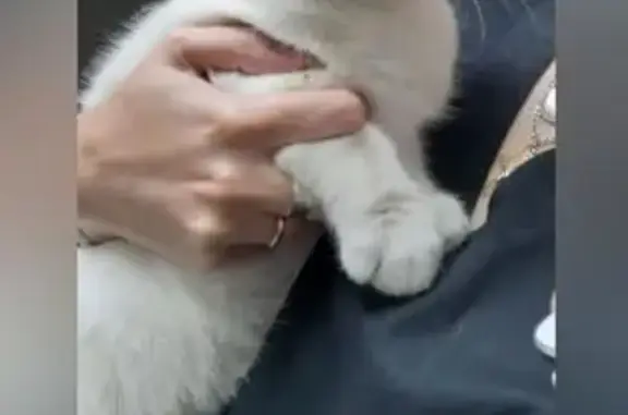 Найдена кошка, Краснодар, фото: Кошка найдена: 9-я Тихая ул, 11, Краснодар
