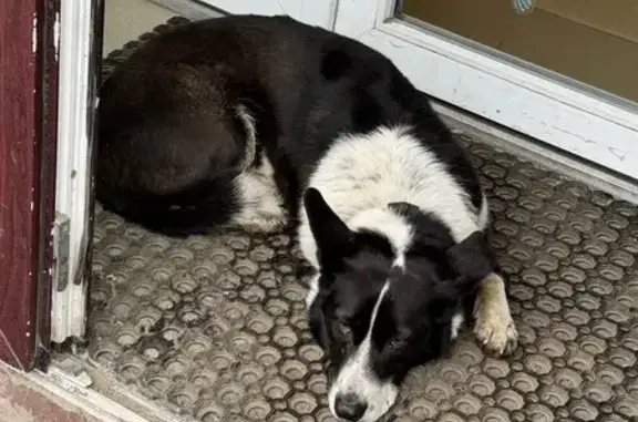 Найденные животные Переславль-Залесский, фото: Собака найдена: Ростовская ул, 1, Переславль