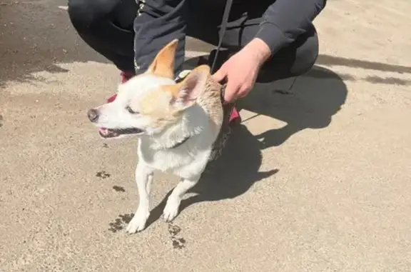 Найдена собака, Йошкар-Ола, фото: Собака найдена: Ленинский пр., 40, Йошкар-Ола