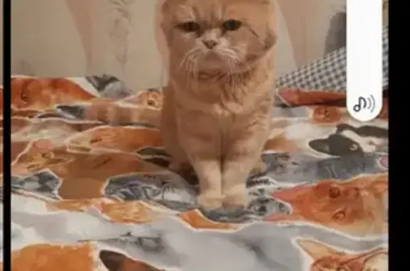 Пропала кошка, Боровое, Пляжная 1