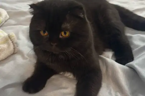 Пропала кошка, ул. Ленина 167А, Земетчино