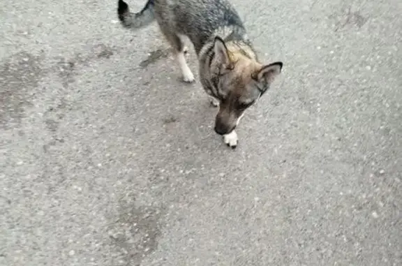 Найдена собака, Обнорского 17, Новокузнецк