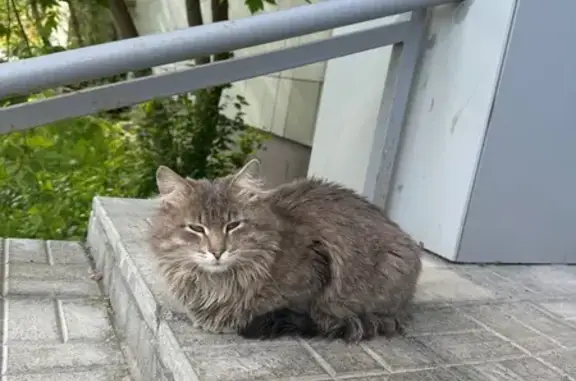 Найдена кошка на ул. Чуйкова, 17, Казань