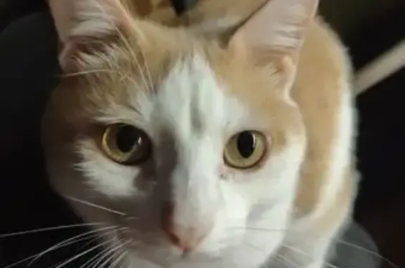 Кошки потеряшки, Пермский край, фото: Потеряшка кошка, Нижняя Гаревая, Пермь