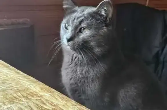 Кошки потеряшки, Мшарово, фото: Потеряшка кошка, Ленинская 22, Мшарово