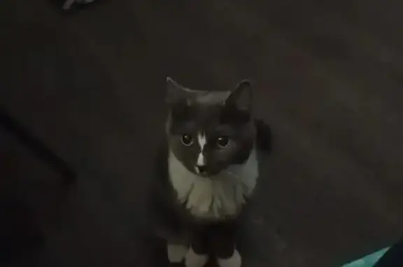 Кошки потеряшки, Красноярск, фото: Потеряшка кошка, Стасовой 15, Красноярск