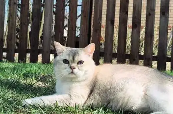 Пропала кошка, СНТ Вишенка, 14, МО