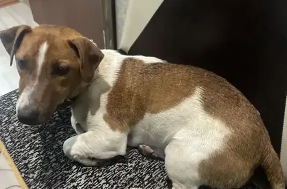 Найдена собака, Лабинск, фото: Собака найдена: ул. Чехова, 81, Лабинск