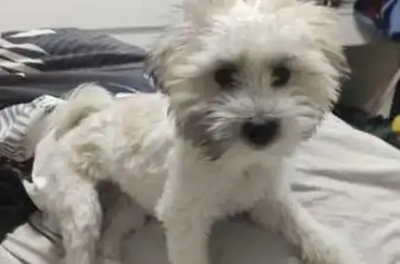 Собаки потеряшки, Москва, фото: Потеряшка собака, Клязьминская ул. 32к1