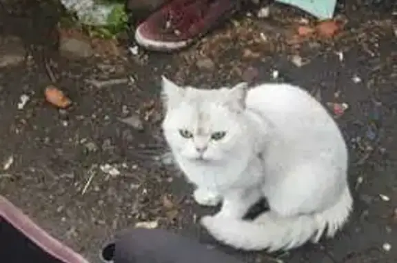 Найдена породистая кошка, А143, 239