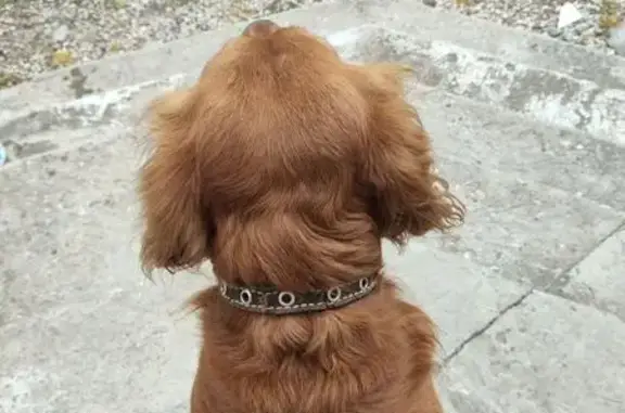 Рыжий пес найден: пл. Советская, 8, Коломна