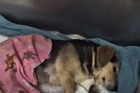 Найдена собака, Калининград, фото: Собака найдена на Харьковской, 33, Калининград