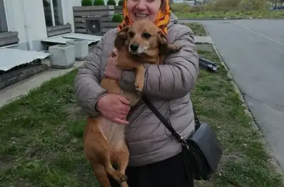 Найдена собака, СПб, рыжая метис таксы