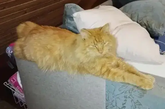 Кошки потеряшки, Пермский край, фото: Потеряшка кошка, Садоягодное, Пермский край