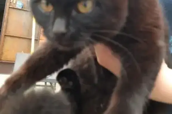 Найдена кошка, Новоалтайск, фото: Найдена кошка, Пролетарская 34, Новоалтайск