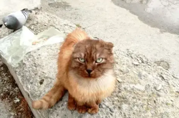 Найдена кошка, Сухой Лог, фото: Кошка найдена: Юбилейная 10, Сухой Лог