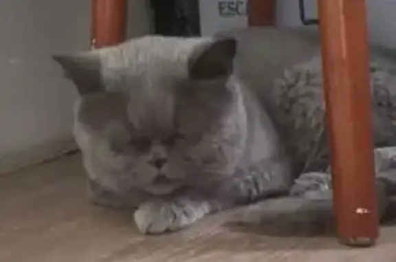 Найдена кошка, Ижевск, фото: Найдена кошка, Пазелинская 1, Ижевск
