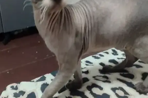 Потерянные животные Челябинск, фото: Пропала кошка, ул. Томская, 45, Челябинск