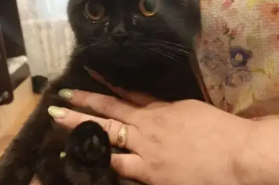 Найдена кошка, Курск, фото: Кошка найдена на Моковской, 2в, Курск