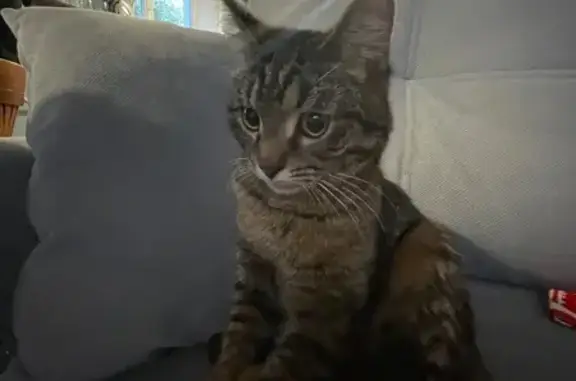 Найдена кошка: Рокоссовского 1, Кузнечиха