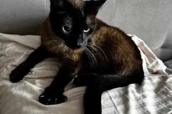 Сиамский кот найден: Волжская наб., 8, НН