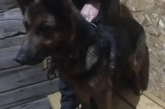 Рыжая собака найдена на Маяковского, 271