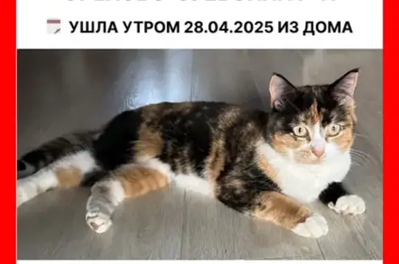 Пропала кошка, Мисцево, Орехово-Зуево