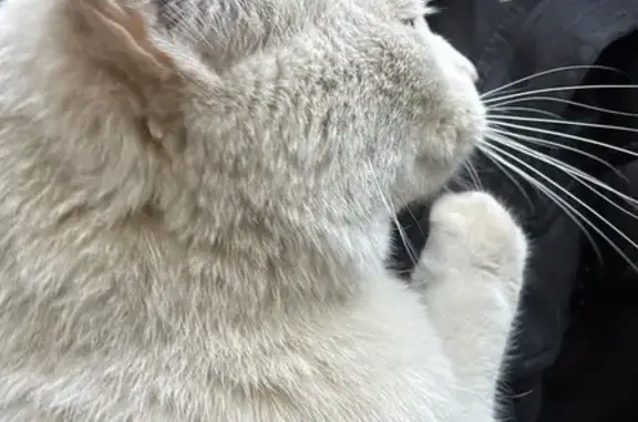 Кошка найдена на ул. Десантников, 20