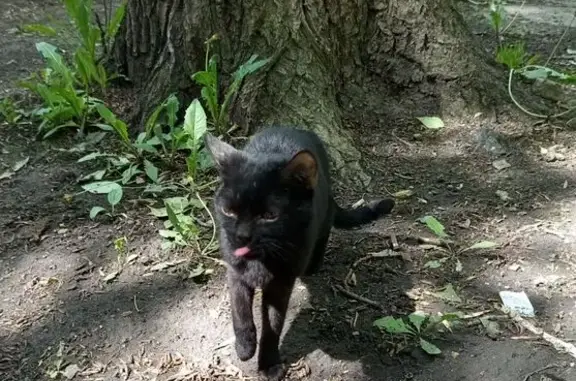 Кошка найдена на Калинина, 97В, Пенза