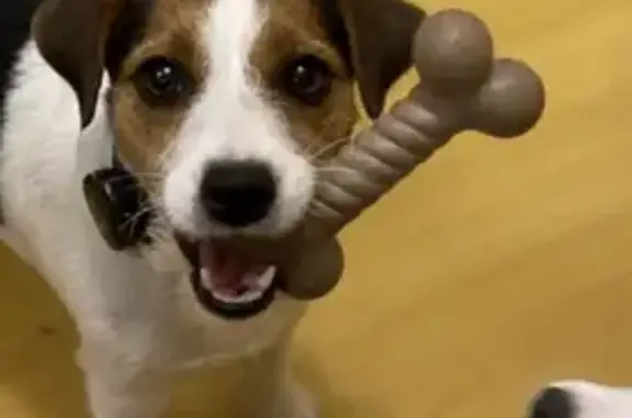 Собаки потеряшки, Симферополь, фото: Потеряшка собака, ул. Дыбенко, 5, Симферополь