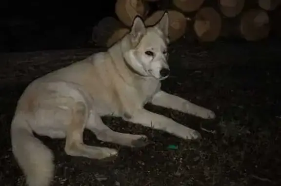 Найдена собака, Тамбовская область, фото: Собака найдена: Тулиновка, Тамбовская обл.