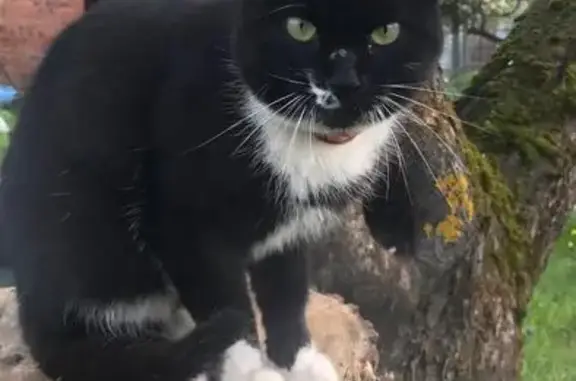 Найдена кошка, Ново-фрязино, фото: Кошка найдена: ул. Льва Толстого, 40