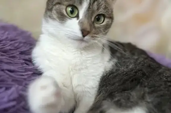 Пропала кошка, пр. Циолковского, 80А