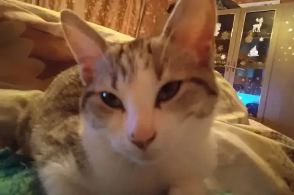 Пропала кошка, Первомайский пер., 6, Михайлов