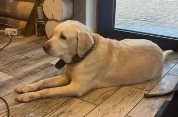 Найдена собака, Тверь, ул. Коминтерна 77Б