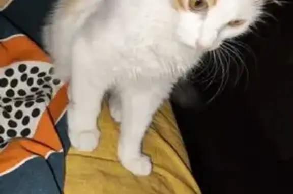 Пропала кошка, 1-й Лесозащитный, 14, Омск